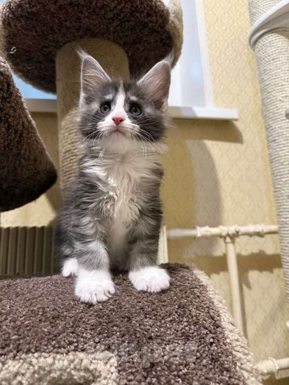 Кошки в Москве: Котенок Мейн Кун Девочка, Бесплатно - фото 1