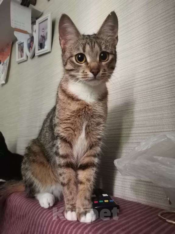 Кошки в Санкт-Петербурге: Пропала кошечка Девочка, 1 000 руб. - фото 1