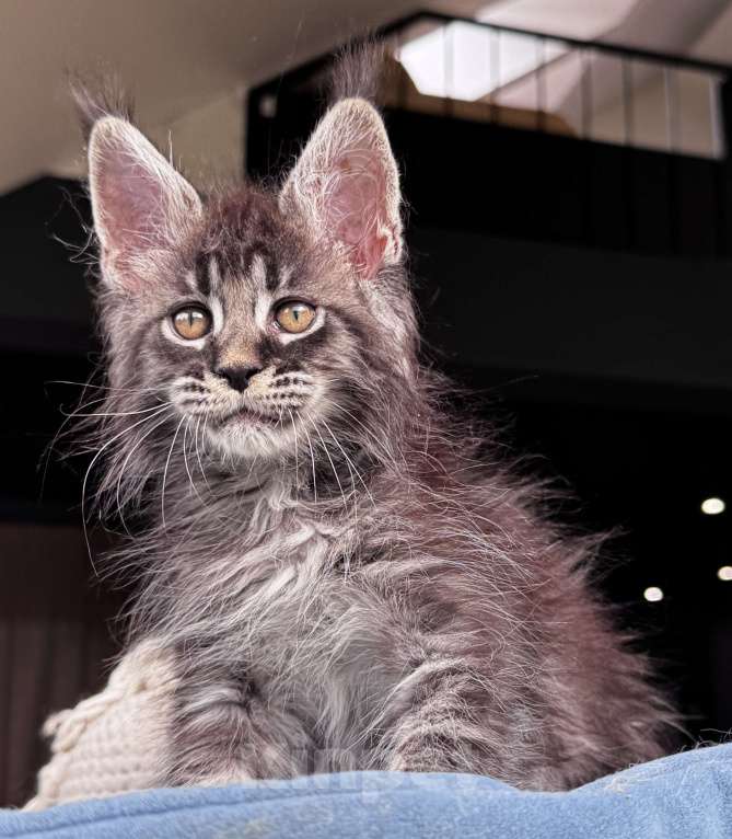 Кошки в Москве: Кот Мейн Кун Veyron Fancy Девочка, 80 000 руб. - фото 2