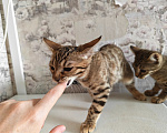 Кошки в Ногинске: Продам бенгальских котят Девочка, 5 000 руб. - фото 4