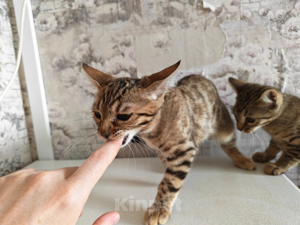 Кошки в Ногинске: Продам бенгальских котят Девочка, 5 000 руб. - фото 4