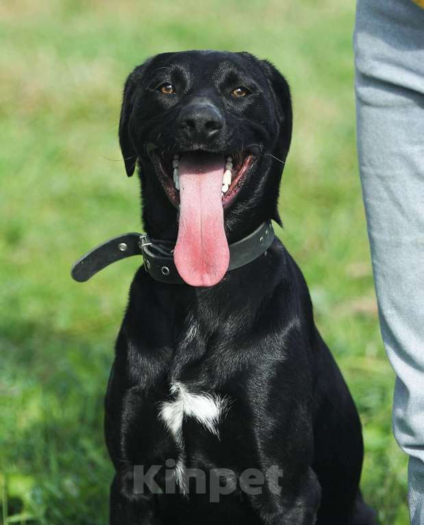 Собаки в Москве: Дерику нужен дом  Мальчик, Бесплатно - фото 4