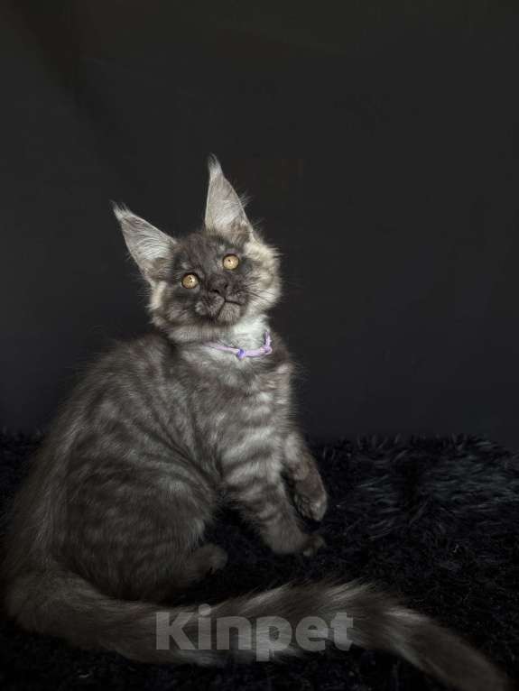 Кошки в Москве: Мейн-кун мальчик Мальчик, 40 000 руб. - фото 4