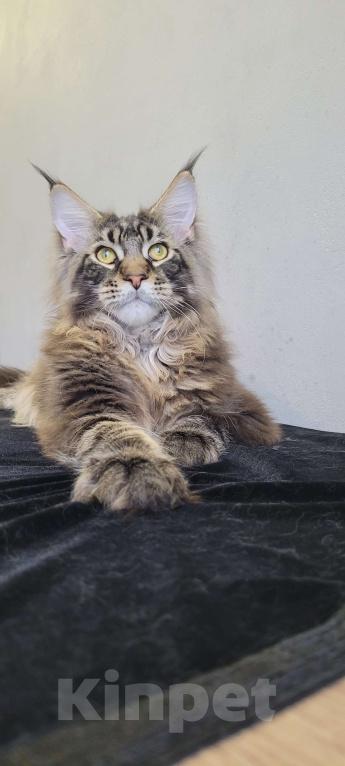 Кошки в Москве: Котенок мейн-кун  Мальчик, 45 000 руб. - фото 8