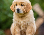 Собаки в Москве: Щенок золотистого ретривера Мальчик, 70 000 руб. - фото 3