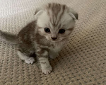 Кошки в Москве: Шотландский мальчик Scottish fold Мальчик, 14 000 руб. - фото 5