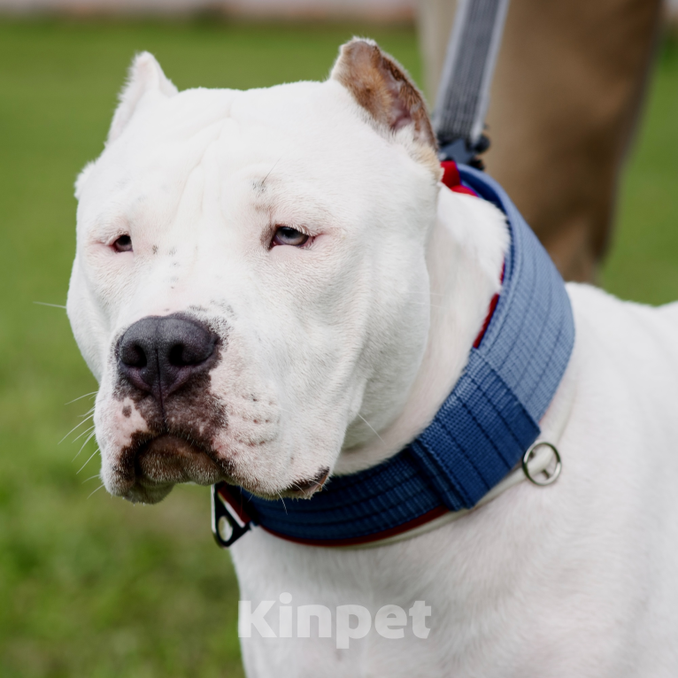 Собаки в Пикалево: Американский булли Мальчик, 40 000 руб. - фото 1