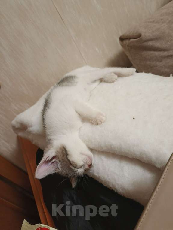 Кошки в других городах Московской области: Придурковатая куколка Девочка, Бесплатно - фото 7