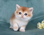Кошки в Владивостоке: Короткошерстный британский котенок Мальчик, 100 000 руб. - фото 2