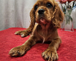 Собаки в Красногорске: Рыжий красавец  Мальчик, 30 000 руб. - фото 2