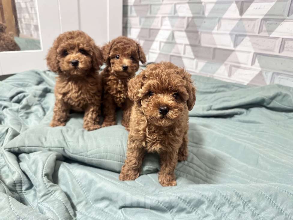 Собаки в Москве: Той-пудель Талия  Девочка, 130 000 руб. - фото 5