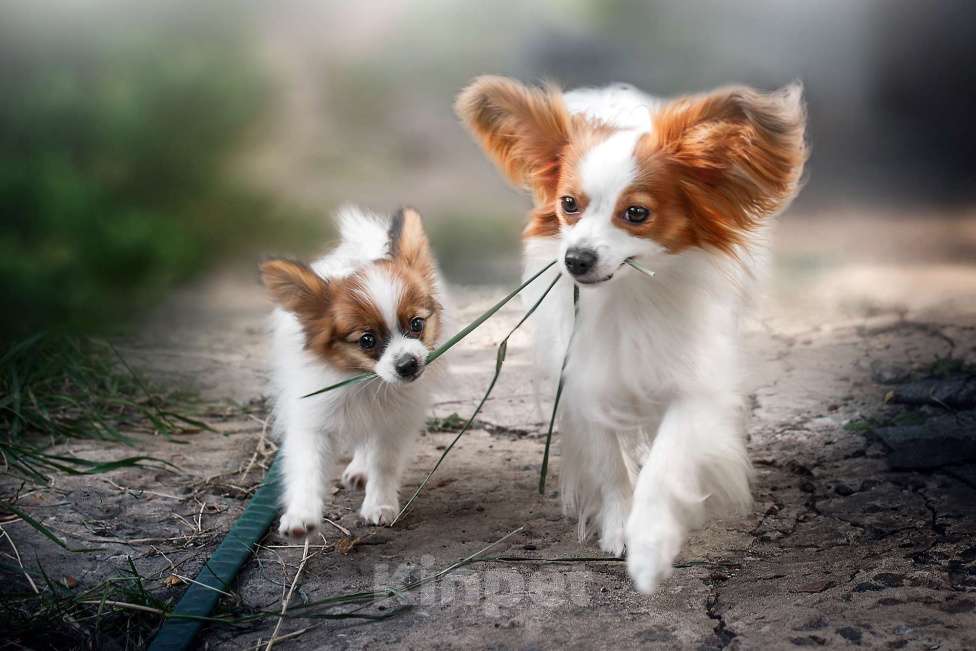 Собаки в Москве: щенки папийона Мальчик, Бесплатно - фото 1