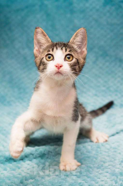 Кошки в Москве: Котенок Месси Мальчик, Бесплатно - фото 2