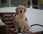 Собаки в Москве: Золотистый ретривер  Мальчик, 90 000 руб. - фото 3