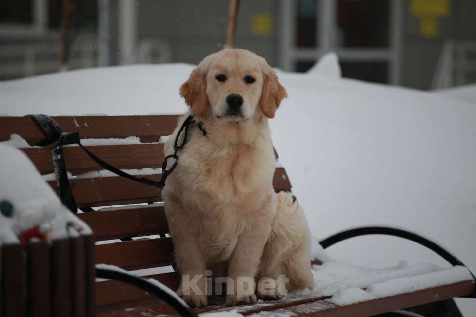 Собаки в Москве: Золотистый ретривер  Мальчик, 90 000 руб. - фото 3