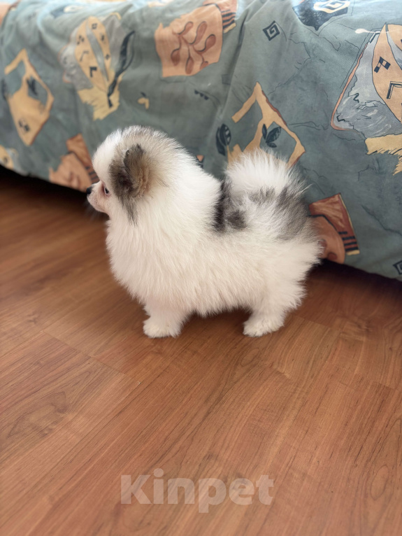 Собаки в Москве: Померанский шпиц, мальчик , 3 месяца  Мальчик, 40 000 руб. - фото 3