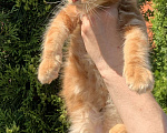 Кошки в Коломне: Котята породы Мейн кун  Мальчик, 35 000 руб. - фото 2