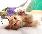 Кошки в Калуге: Рыжая Алиса. Кошка мурлыка в добрые руки. Девочка, Бесплатно - фото 6