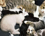 Кошки в Заволжье: Котята, 500 руб. - фото 6