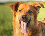 Собаки в Сергиеве Посаде: Солнечный Бучик ищет дом! Мальчик, Бесплатно - фото 1