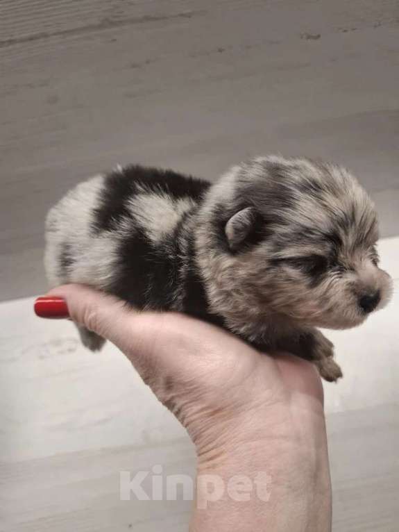 Собаки в Самаре: Минишпиц Мальчик, 85 000 руб. - фото 1