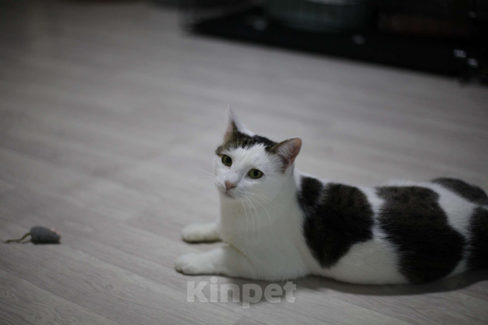 Кошки в Санкт-Петербурге: Ласковая Булочка ищет дом Девочка, Бесплатно - фото 2