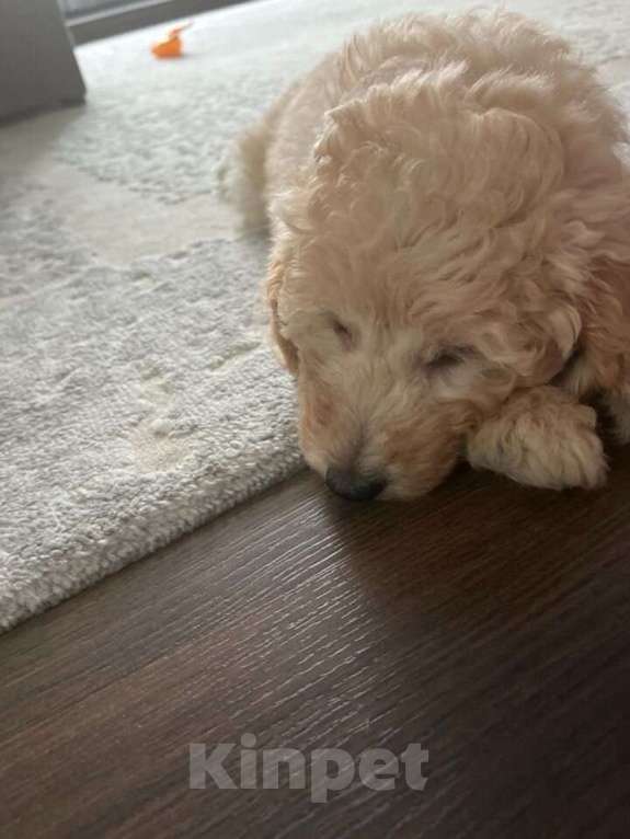 Собаки в Тюмени: Мальтипу f1 Мальчик, 60 000 руб. - фото 3