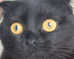 Кошки в Краснодаре: Потерялась кошка Девочка, Бесплатно - фото 4