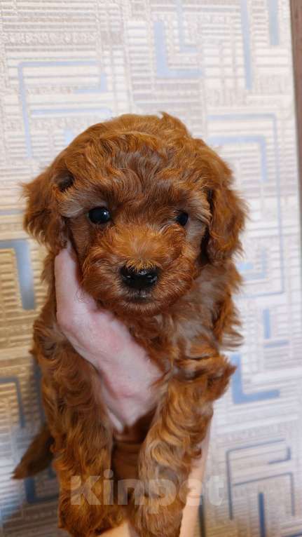 Собаки в Москве: Щенки той/ миниатюрный пудель Мальчик, 50 000 руб. - фото 2