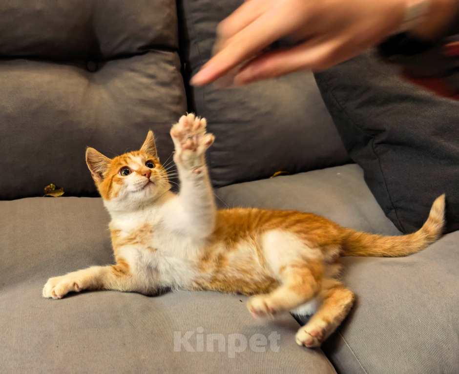 Кошки в Серпухове: Котенок Мальчик, Бесплатно - фото 6