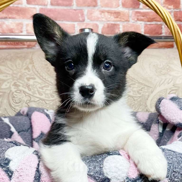 Собаки в Москве: Щенки вельш-корги кардиган Мальчик, 35 000 руб. - фото 4