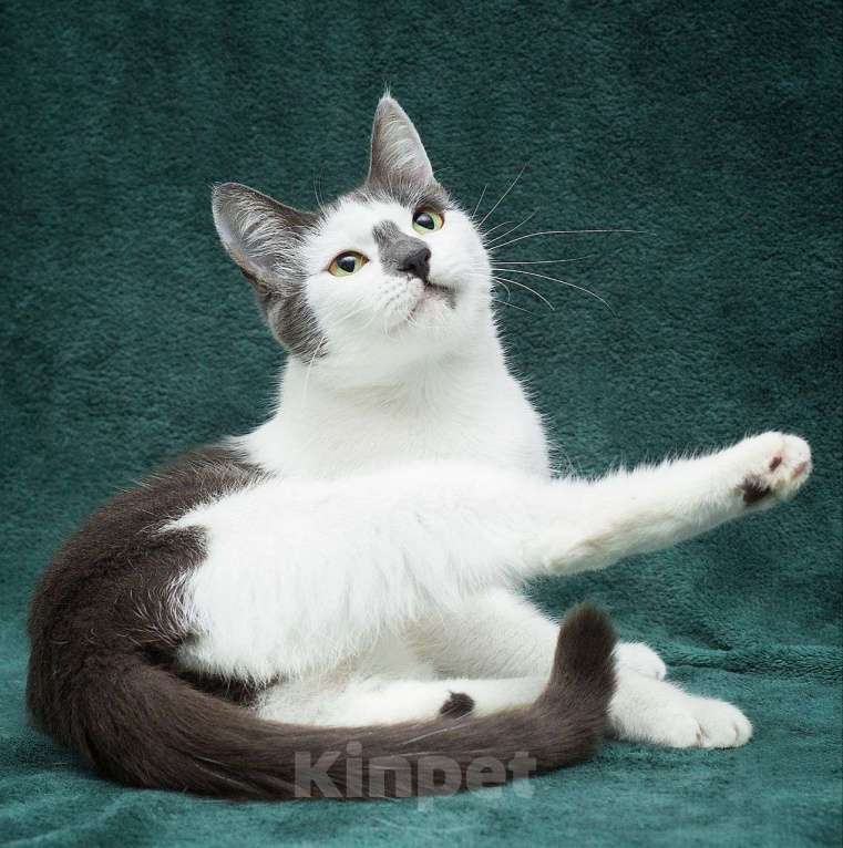 Кошки в Москве: Хозяйка выкинула кошечку на улицу, потому что та ей надоела 💔 Девочка, Бесплатно - фото 5