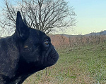 Собаки в Артеме: французский бульдог предлагаю для вязки Мальчик, Бесплатно - фото 5