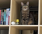 Кошки в Москве: Кошечка Ева в добрые руки Девочка, Бесплатно - фото 7
