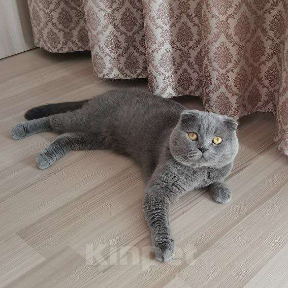 Кошки в Домодедово: Вязка  Мальчик, 1 000 руб. - фото 1