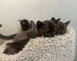 Кошки в Москве: Котенок-девочка европейская бурманская Девочка, 120 000 руб. - фото 1