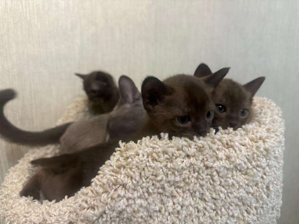 Кошки в Москве: Котенок-девочка европейская бурманская Девочка, 120 000 руб. - фото 1