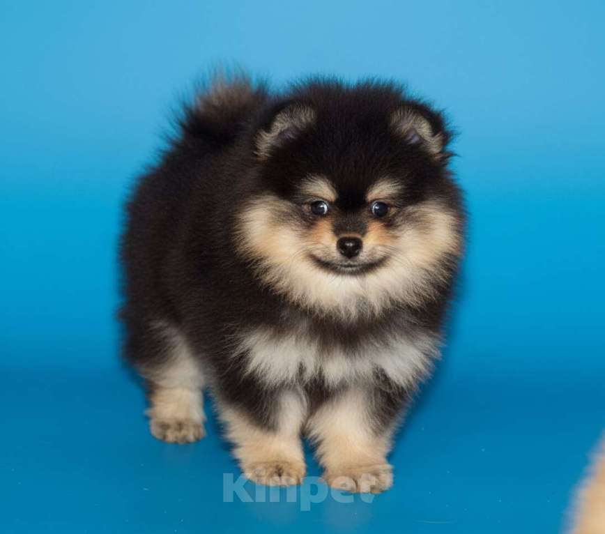 Собаки в Раменском: Мальчик шпица Мальчик, 50 000 руб. - фото 3