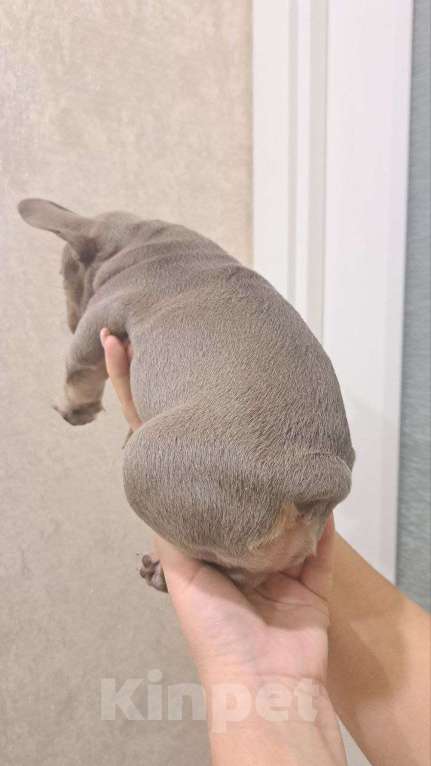 Собаки в Волгограде: Щенок французского бульдога  Мальчик, 100 000 руб. - фото 2