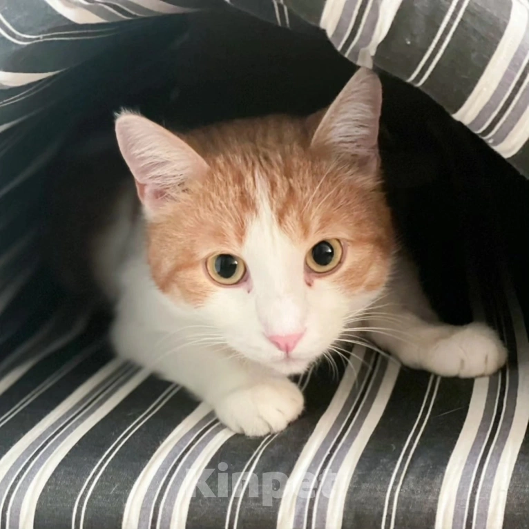 Кошки в Москве: Маркуса никто не замечает Мальчик, Бесплатно - фото 5