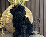 Собаки в Самаре: Черный кабан Мальчик, 80 000 руб. - фото 3