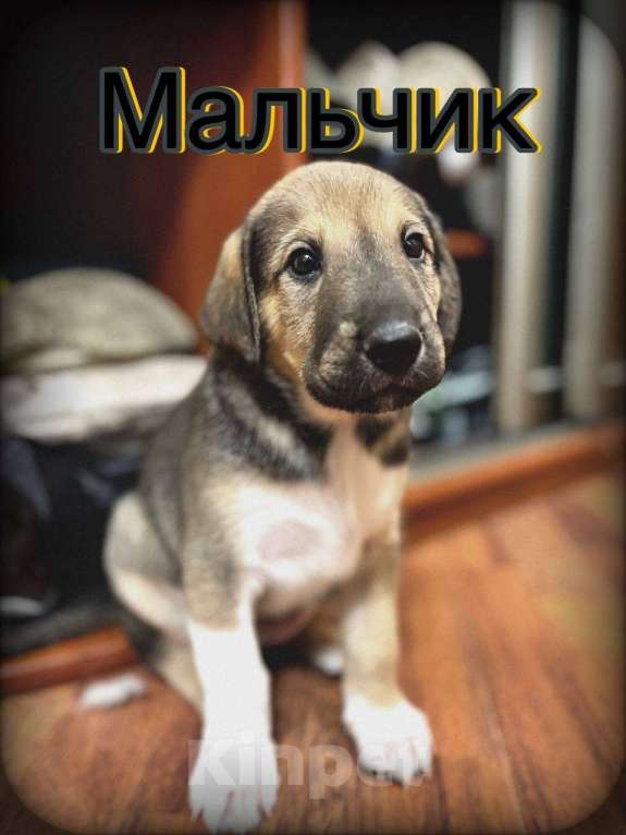 Собаки в Балашихе: Мальчишка  Мальчик, Бесплатно - фото 1