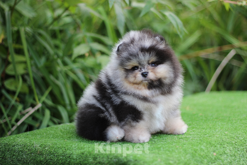 Собаки в Санкт-Петербурге: Ч/п мерле мальчик Мальчик, 115 000 руб. - фото 2