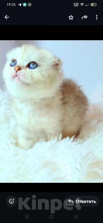 Кошки в Краснодаре: Продаю котят шотландской серебряной  шиншиллы Мальчик, 35 000 руб. - фото 2