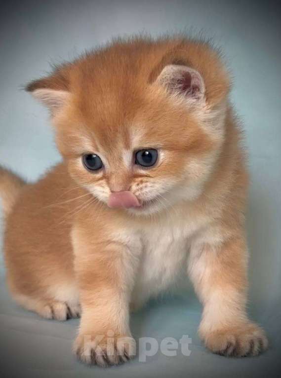 Кошки в Калуге: Британская золотая шиншилла Девочка, 45 000 руб. - фото 10