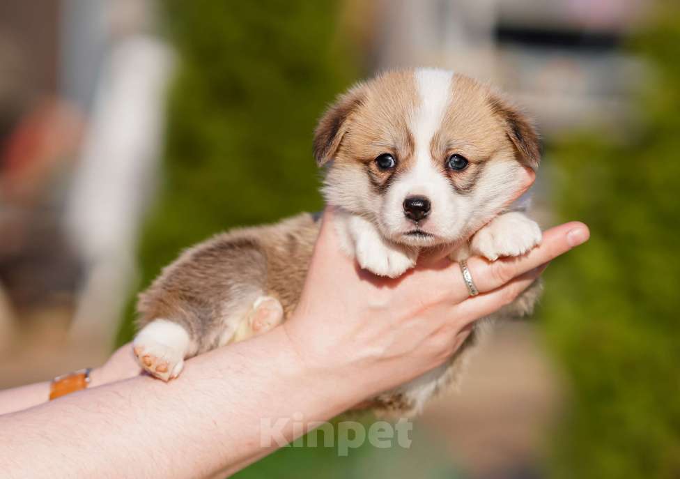 Собаки в Санкт-Петербурге: Щенки Вельш Корги Пемброк Мальчик, 60 000 руб. - фото 9