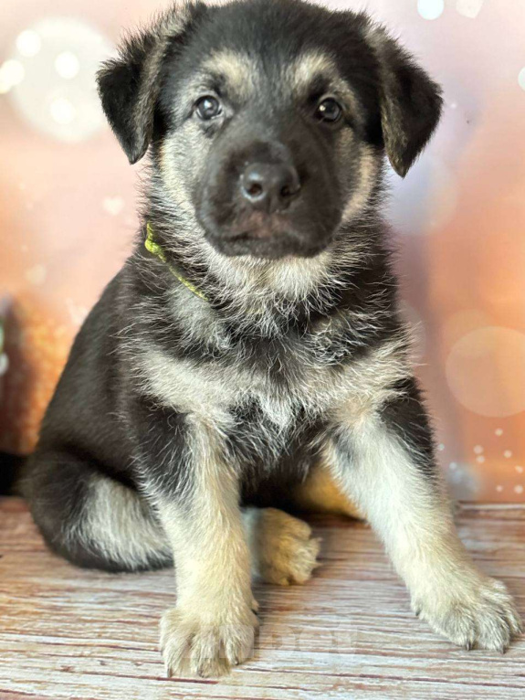 Собаки в Красноярске: Щенок ВЕО Нелли Голд Девочка, Бесплатно - фото 2