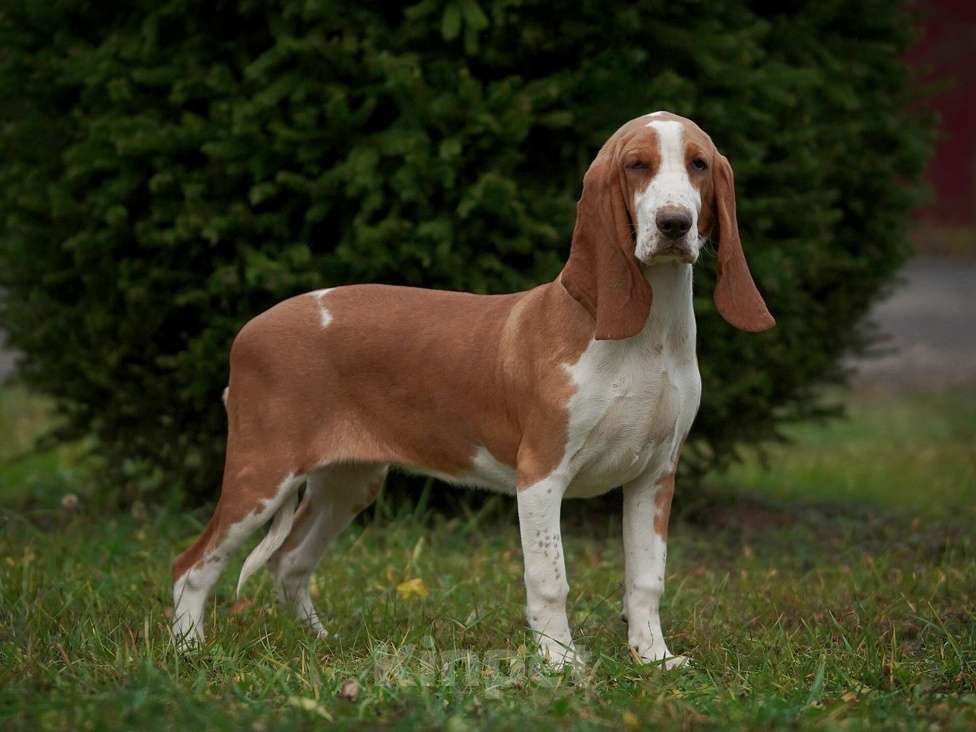 Собаки в Александрове: Щенки Испанской гончей  Девочка, 25 000 руб. - фото 4