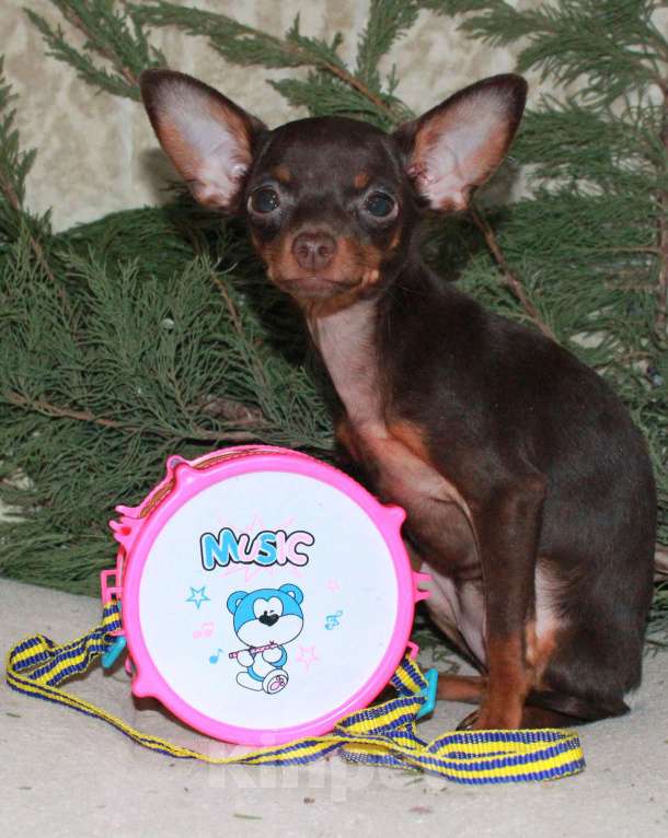 Собаки в Волгограде: Девочка горький шоколад - мини Девочка, 45 000 руб. - фото 1