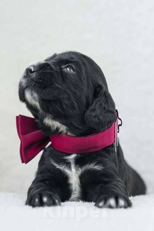 Собаки в Владивостоке: Щенки русского охотничьего спаниеля Девочка, 50 000 руб. - фото 2